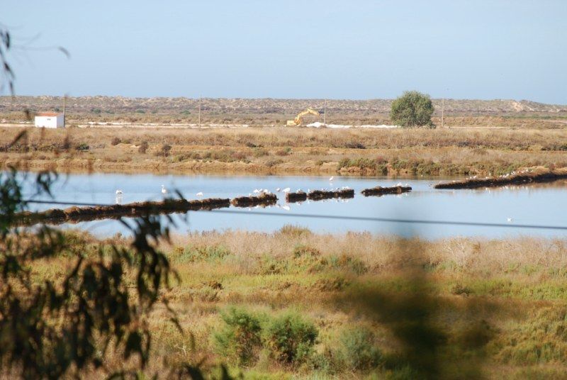 Faro: Ria Formosa Natural Park Segway Tour & Birdwatching - Tour Highlights