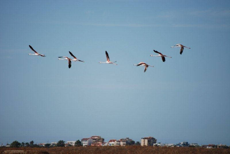 Faro: Ria Formosa Natural Park Segway Tour & Birdwatching - Tour Highlights
