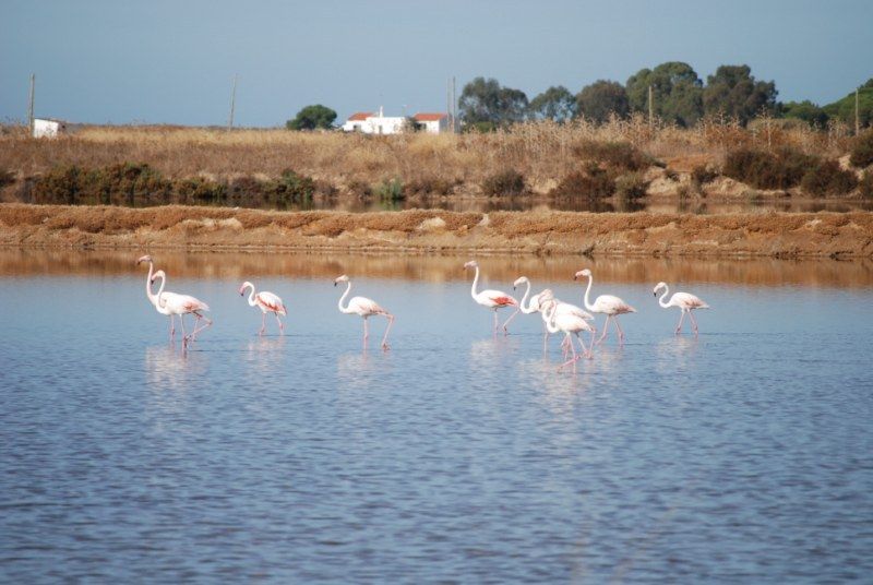 Faro: Ria Formosa Natural Park Segway Tour & Birdwatching - Meeting Point and Directions