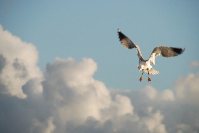Faro: Ria Formosa Natural Park Segway Tour & Birdwatching - Accessibility and Suitability