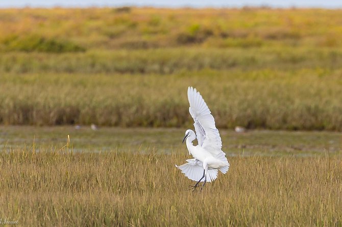 Faro - Ria Formosa Tour With Visit to 2 Islands (Deserta, Farol) 3.5 Hours - Ratings and Reviews