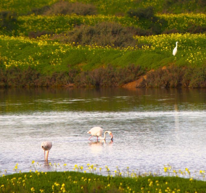 Faro: Royal Pudding Boat Tours 6h Boat Tour to Ria Formosa - Cancellation and Reservation