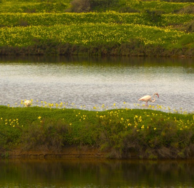 Faro: Royal Pudding Boat Tours 6h Boat Tour to Ria Formosa - Stops and Return