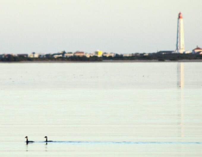 Faro: Royal Pudding Boat Tours 6h Boat Tour to Ria Formosa - Inclusions