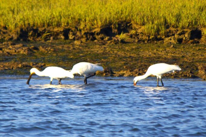Faro: Royal Pudding Boat Tours 6h Boat Tour to Ria Formosa - Participant Information