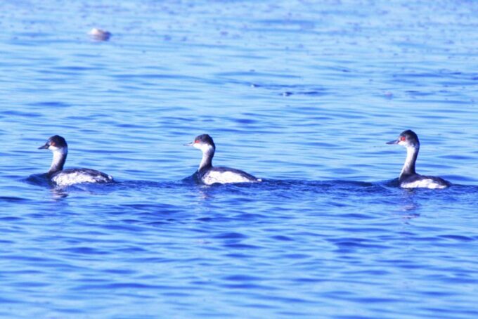 Faro: Royal Pudding Boat Tours 6h Boat Tour to Ria Formosa - Frequently Asked Questions
