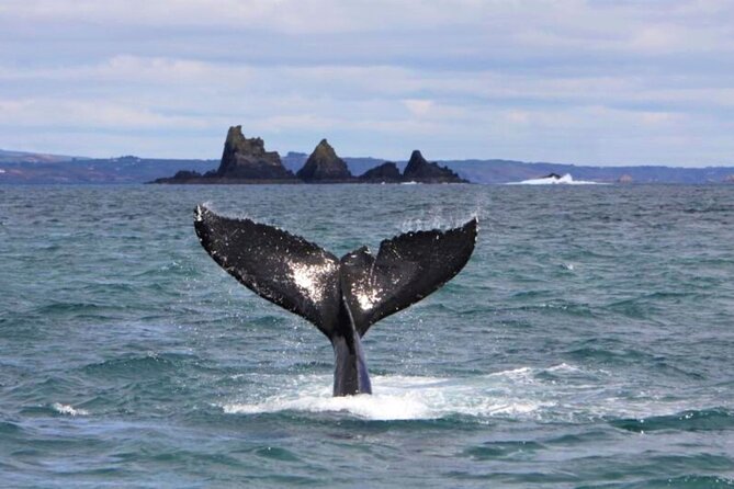 Fastnet Rock Lighthouse & Cape Clear Island Tour Departing Baltimore. West Cork. - Accessibility and Recommendations