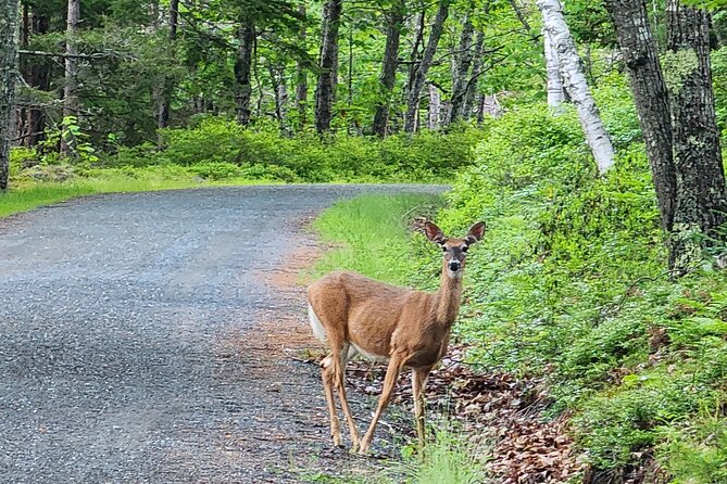 Fat Tire E-Bike Rental in Bar Harbor - Preparing for Your Fat Tire E-Bike Adventure
