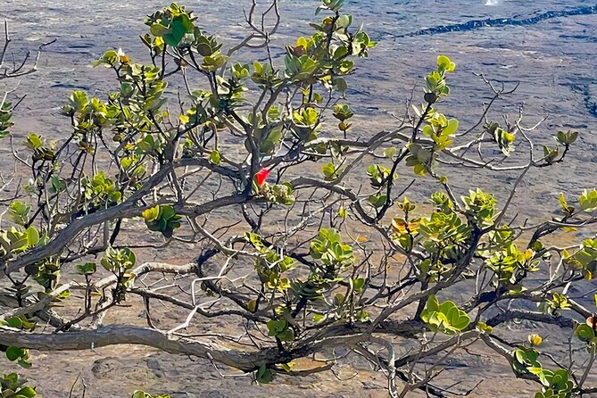 Fat Tire E-Bike Tour for Cruise Guests - Volcanoes National Park - Exploring Volcanoes National Park