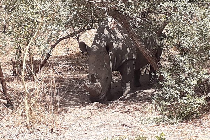 Fathala Wildlife Park - Recommended Activity: Lion Walk