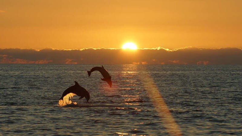 Fazana: Dolphin Finder in Brijuni Islands Safari With Dinner - Itinerary Details