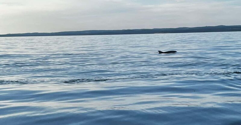Fažana: Dolphin Safari Private Tour - Detailed Itinerary