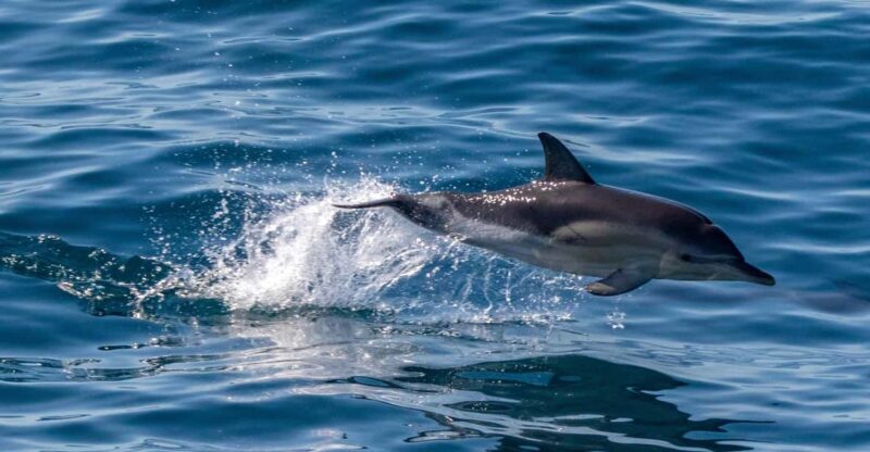 FAŽANA: DOLPHIN SAFARI - Price and Duration