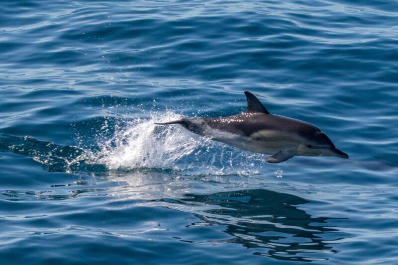 FAŽANA: DOLPHIN SAFARI - Availability and Cancellation