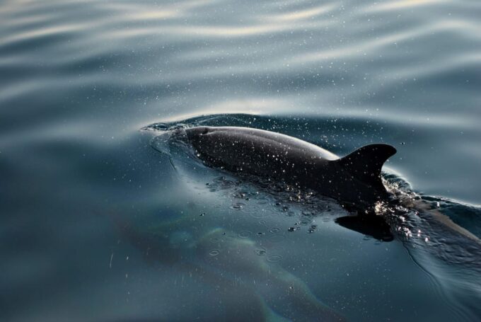 FAŽANA: DOLPHIN SAFARI - Important Information