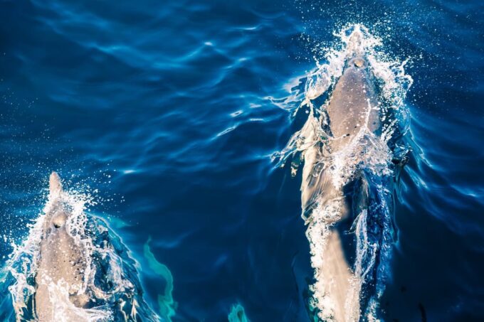 FAŽANA: DOLPHIN SAFARI - Frequently Asked Questions