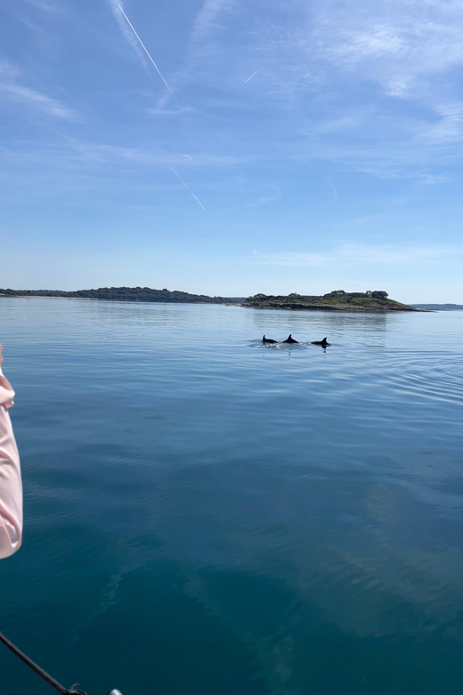 Fažana: Dolphin & Sunset - Experience Highlights