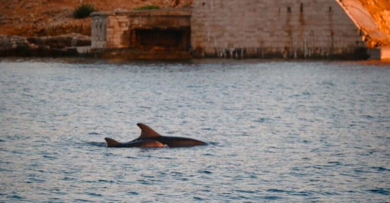 Fazana: Dolphin/Sunset Tour - Pricing and Availability