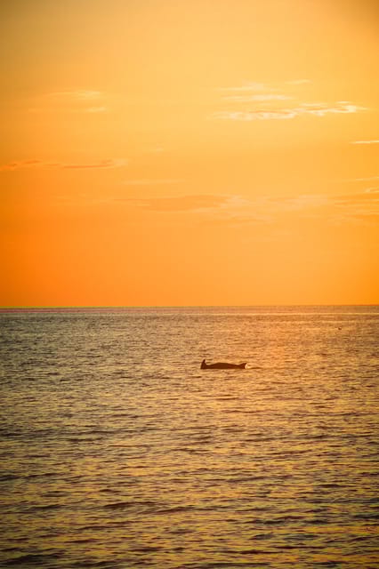 Fazana: Dolphin/Sunset Tour - Highlights of the Experience