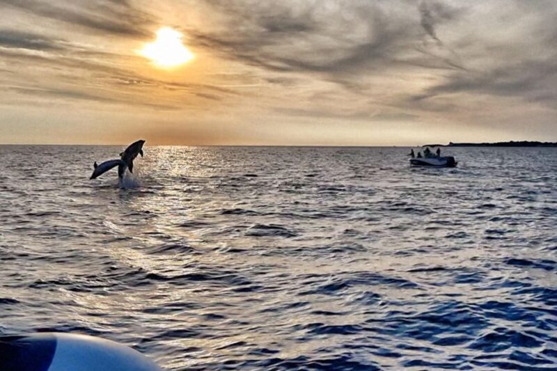 Fazana: Guided Dolphin Watching Sightseeing Cruise at Sunset - Good To Know