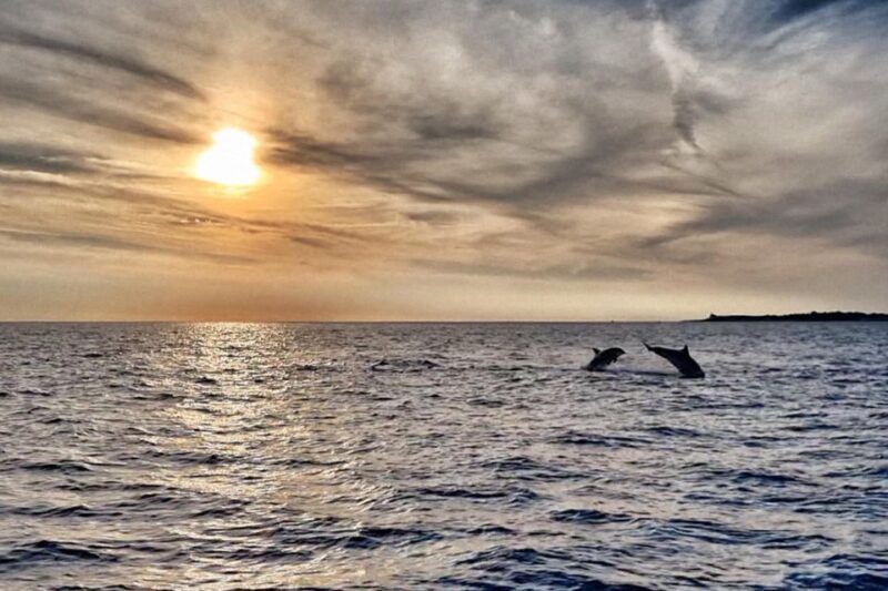 Fazana: Guided Dolphin Watching Sightseeing Cruise at Sunset - Itinerary Details