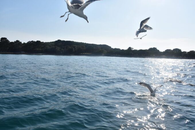 Fazana: National Park Brijuni Glass Boat Tour - Frequently Asked Questions