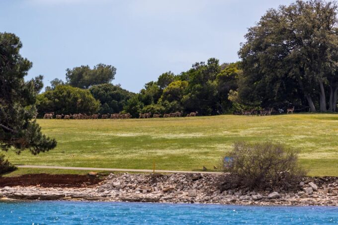 Fazana: Sail Like a President With Brijuni Panorama - Customer Feedback