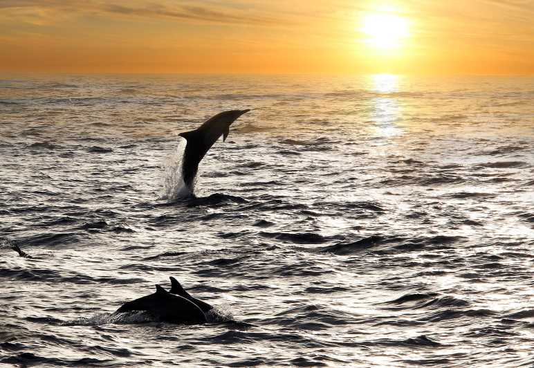 Fazana: Sunset Dolphin Cruise With Dinner in Brijuni Park - Itinerary Highlights