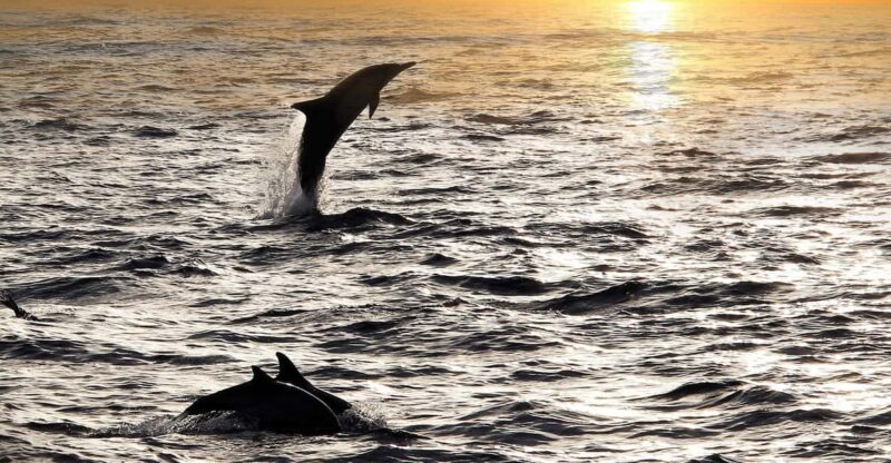 Fazana: Sunset Dolphin Cruise With Dinner in Brijuni Park - Experience Features