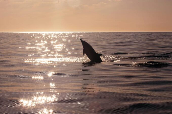 Fazana: Sunset Dolphin Cruise With Dinner in Brijuni Park - Dining Options