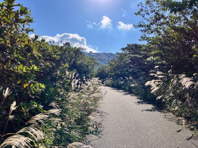 Feel the Volcano by Trekking at Mt.Mihara - Contact Information