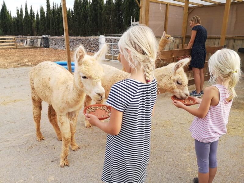 Felanitx, Mallorca: Alpacas Close-Up Experience - Key Points