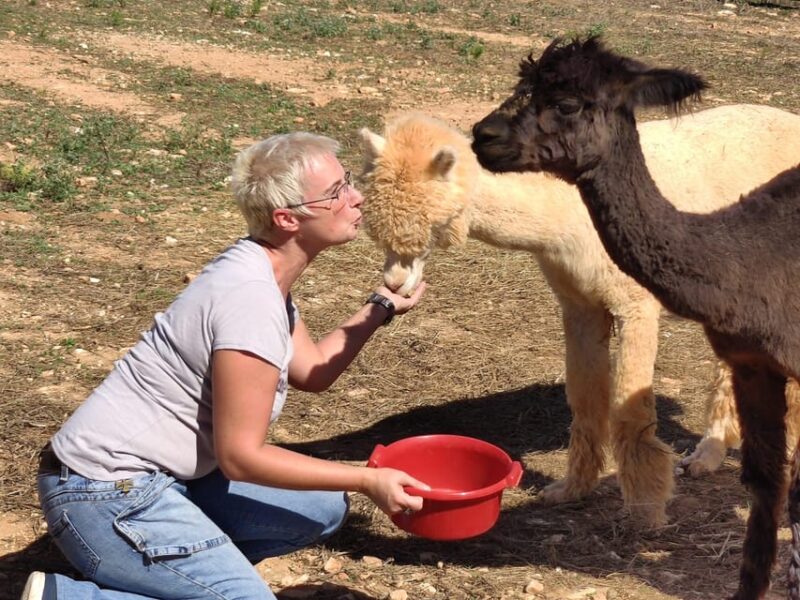 Felanitx, Mallorca: Alpacas Close-Up Experience - Booking Details