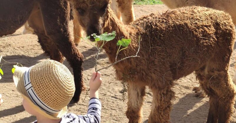 Felanitx, Mallorca: Alpacas Close-Up Experience - Highlights of the Experience