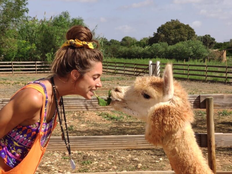 Felanitx, Mallorca: Alpacas Close-Up Experience - Guided Insights and Expertise