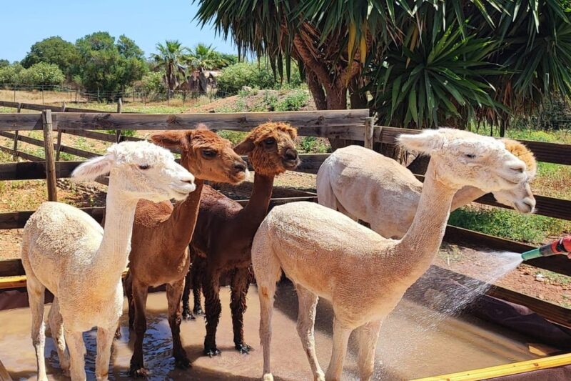 Felanitx, Mallorca: Alpacas Close-Up Experience - Connecting With Nature