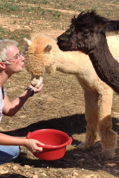 Felanitx, Mallorca: Alpacas Close-Up Experience - Frequently Asked Questions