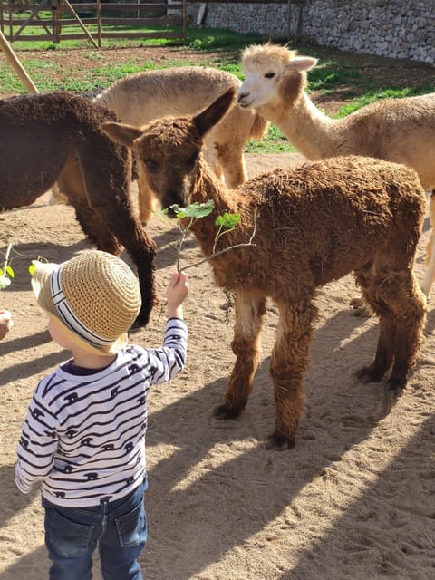 Felanitx, Mallorca: Alpacas Close-Up Experience - Activity Highlights