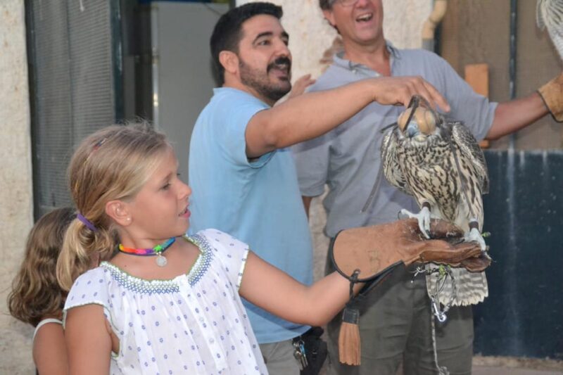 Felanitx, Mallorca: Experience With Falcons With Aperitif - Key Points