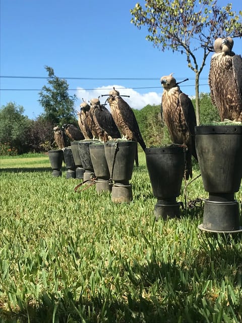 Felanitx, Mallorca: Experience With Falcons With Aperitif - Group Size and Language
