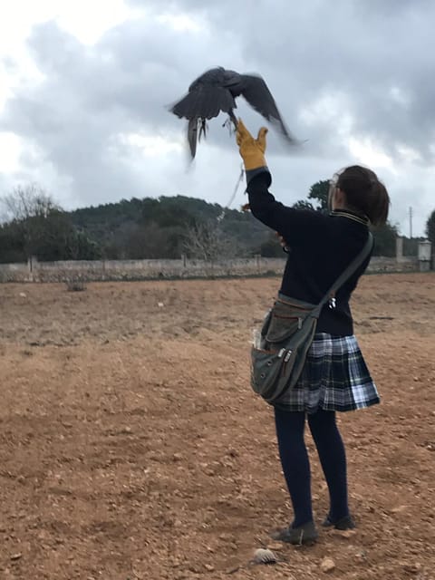 Felanitx, Mallorca: Experience With Falcons With Aperitif - Accessibility and Cancellation