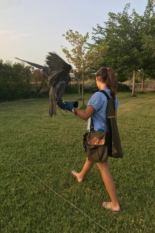 Felanitx, Mallorca: Experience With Falcons With Aperitif - Handling and Flying a Falcon