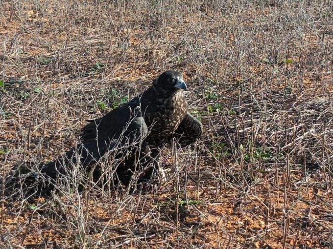 Felanitx, Mallorca: Experience With Falcons With Aperitif - Free-Flight and Simulated Hunt