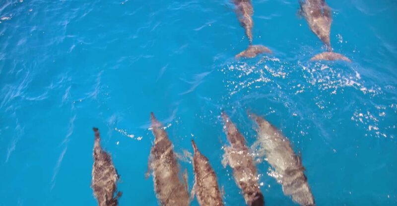 Fernando De Noronha: Catamaran Tour With Meal and Transfer - Cruising and Sightseeing