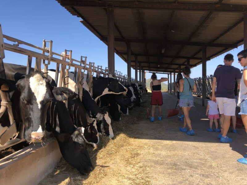 Ferreries: Cheesemaking and Farm-Fresh Product Tasting - Customer Reviews