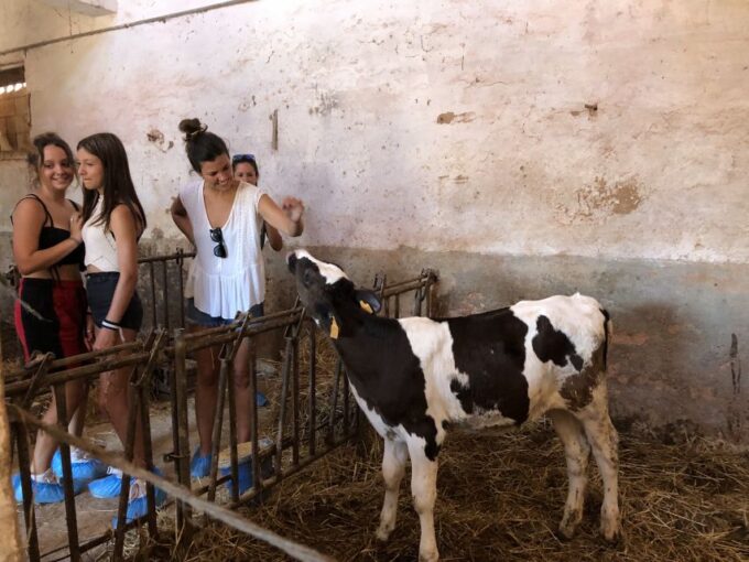 Ferreries: Cheesemaking and Farm-Fresh Product Tasting - Cheese-Making Process