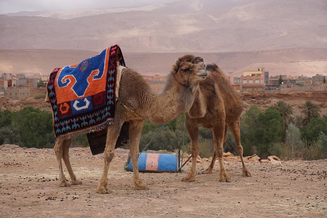 Fes to Marrakech Desert Tours - Participant Guidelines