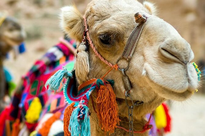 Fethiye Camel Riding at Gosht Town - Meeting and Pickup