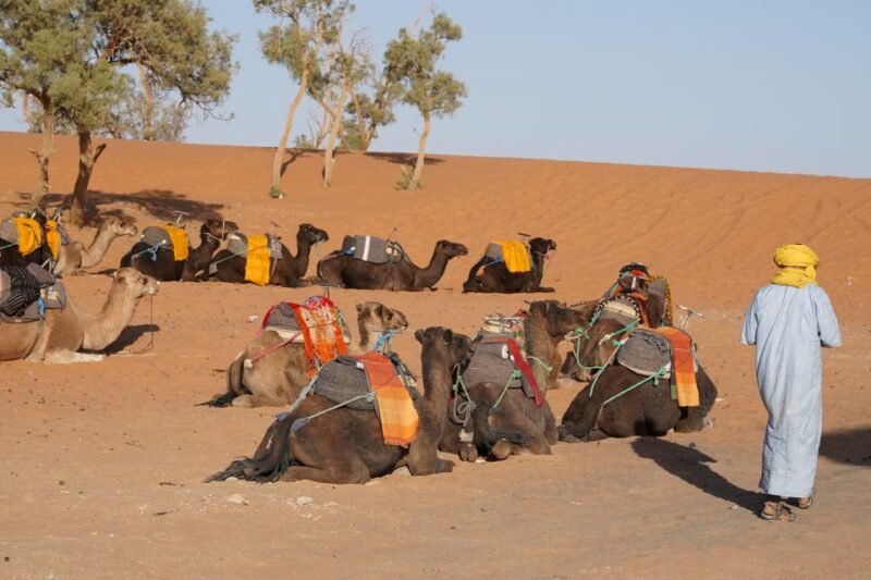 Fez Desert Discovery: 2 Days, 1 Night - Great Deal! - Pricing and Cancellation