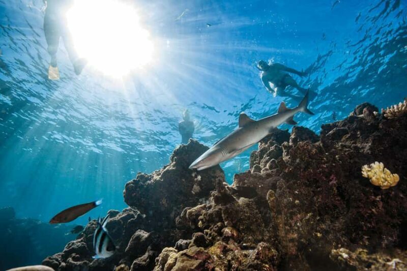 Fiji: Ultimate Encounters Snorkel with Sharks and Lunch - An In-Depth Look at What This Tour Offers